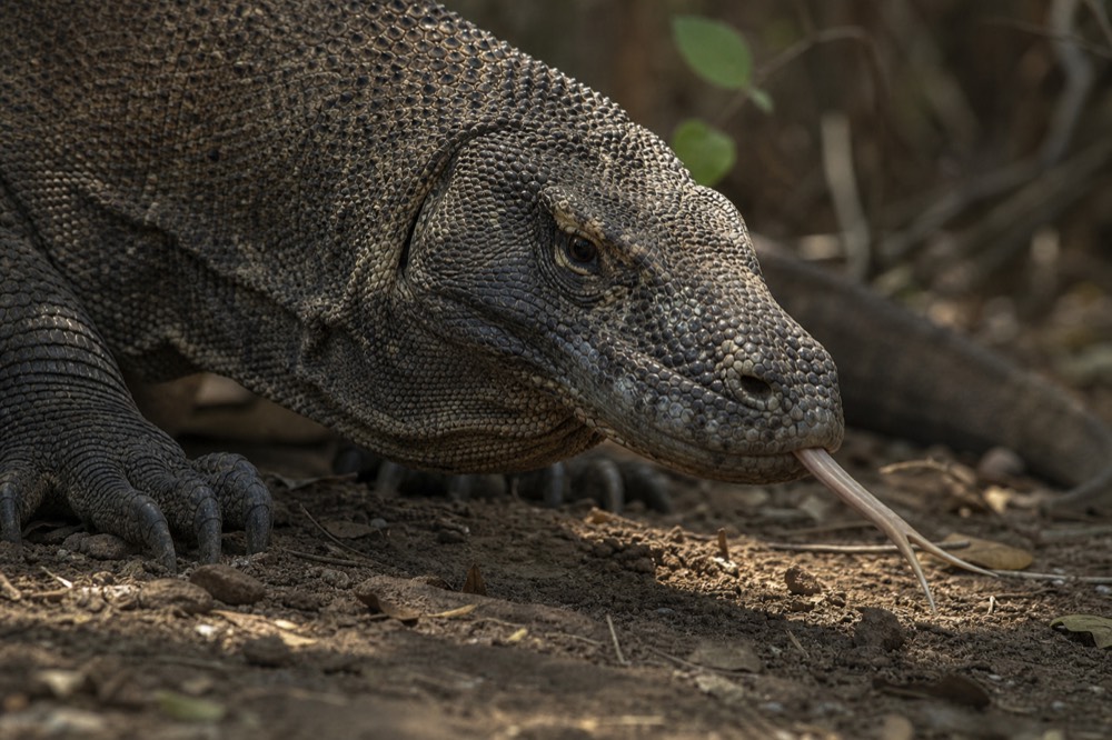 A wild Komodo dragon on its home island