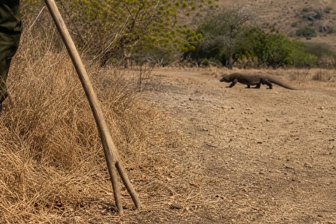 A wild Komodo dragon on its home island