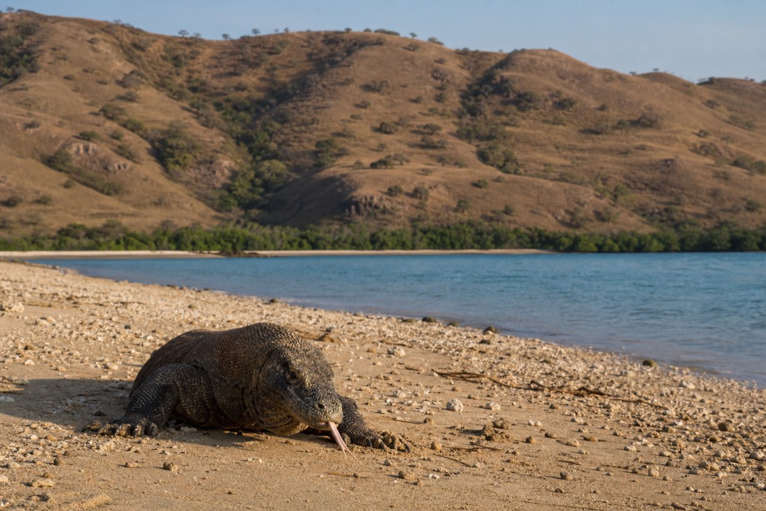 A wild Komodo dragon on its home island