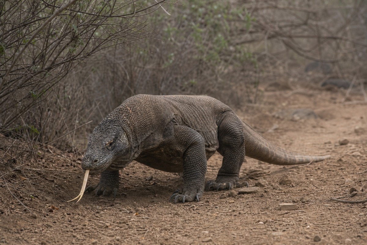 A wild Komodo dragon on its home island