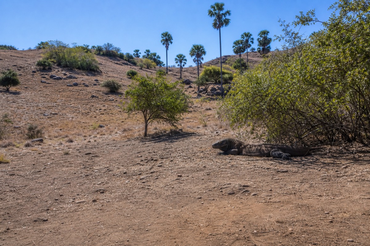 Dry savanna hills on Rinca Island, home to wild Komodo dragons