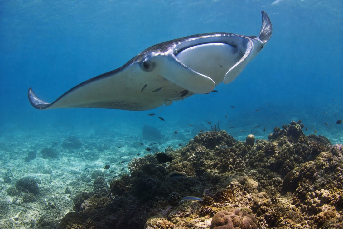 A manta ray gliding through Komodo's currents