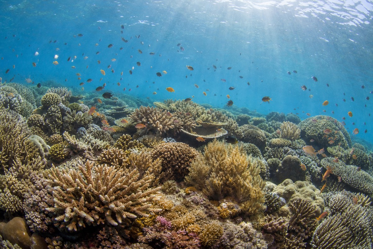 A coral wall dive site inside Komodo National Park