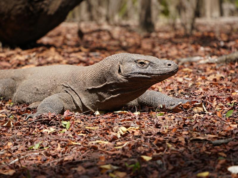 our mission of Komodo Island Tours